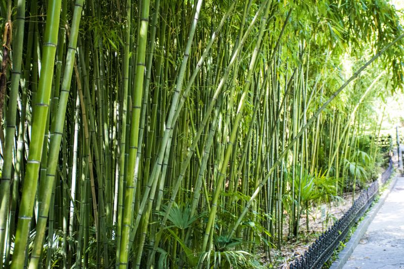 Summer Bamboo Growth