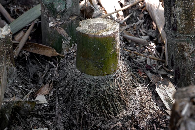 Bamboo Roots Excavation