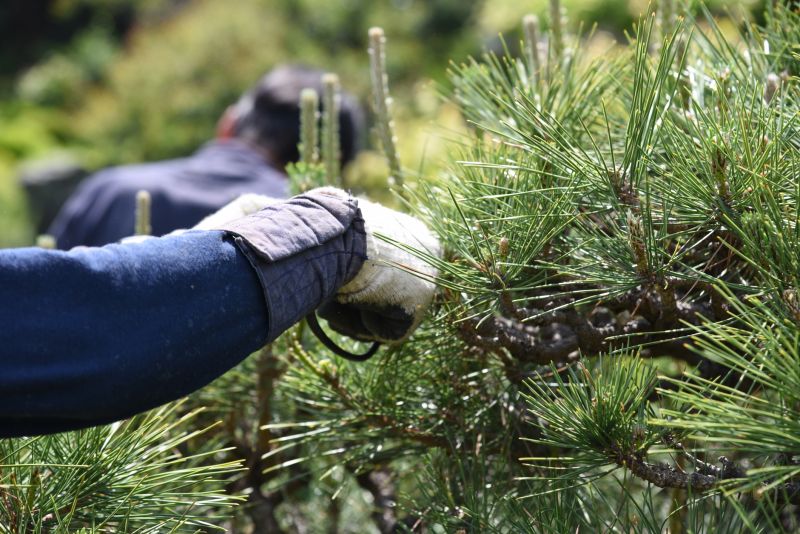 Cedar Tree Pruning in Allentown, PA