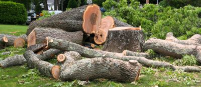 Commercial Tree Removal in San Jose, CA