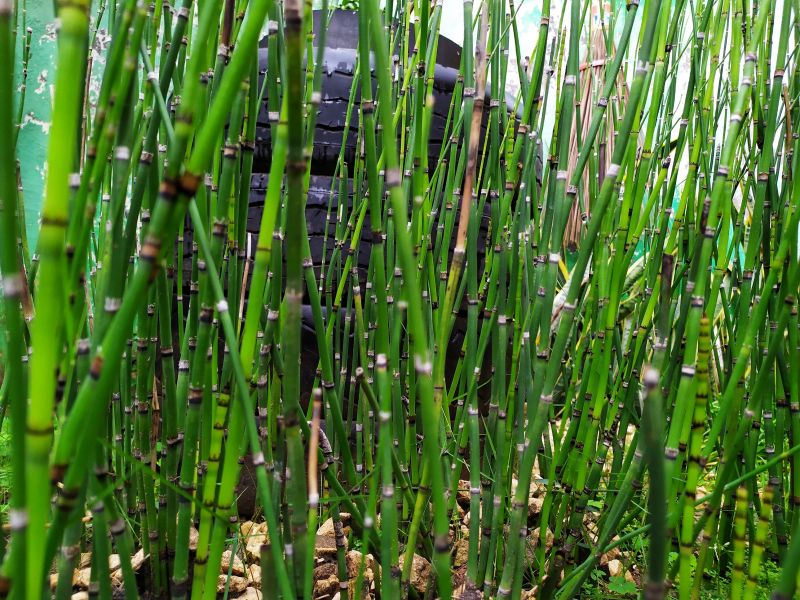 Bamboo Size and Density