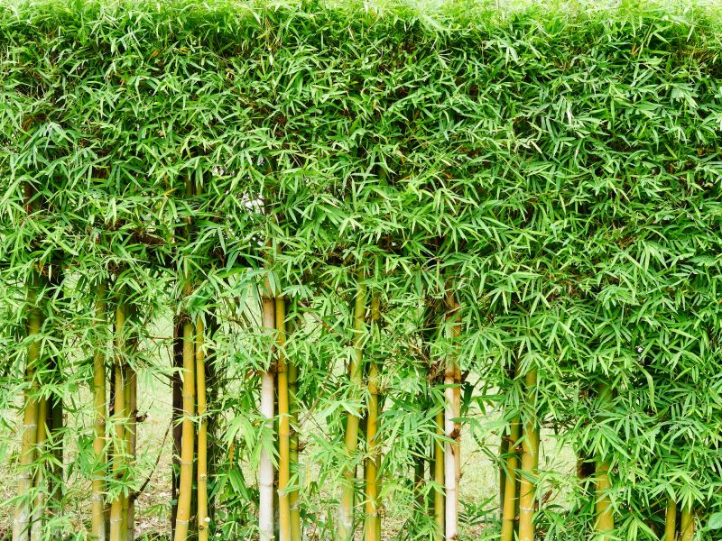 Cost of Bamboo Removal — Cost of Bamboo Removal