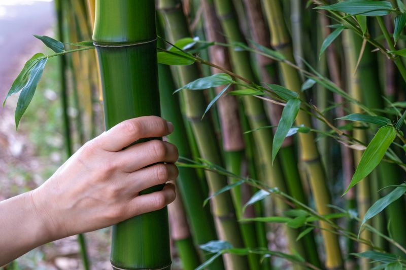 Cost of Bamboo Removal — Cost of Bamboo Removal