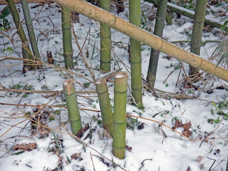 Cost of Bamboo Removal — Cost of Bamboo Removal