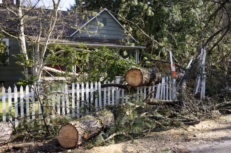 Dead Branch Removal in San Jose, CA