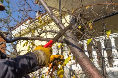 Limbs Trimming in Pottstown, PA