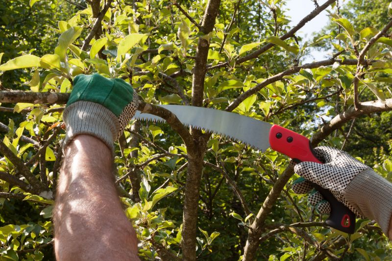 Maple Tree Pruning in San Jose, CA