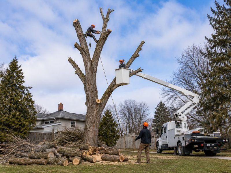 Spruce Tree Removal in Reno, NV