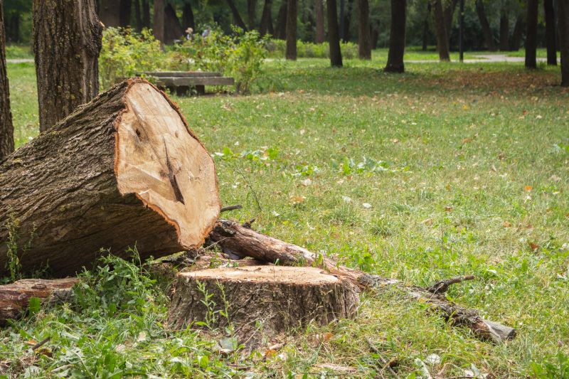 Tree Removal Service in San Jose, CA