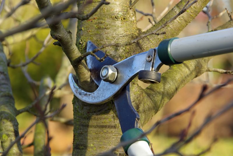 Tree Shaping Service in Reno, NV