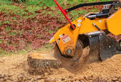 Tree Stump Removal in Waldorf, MD