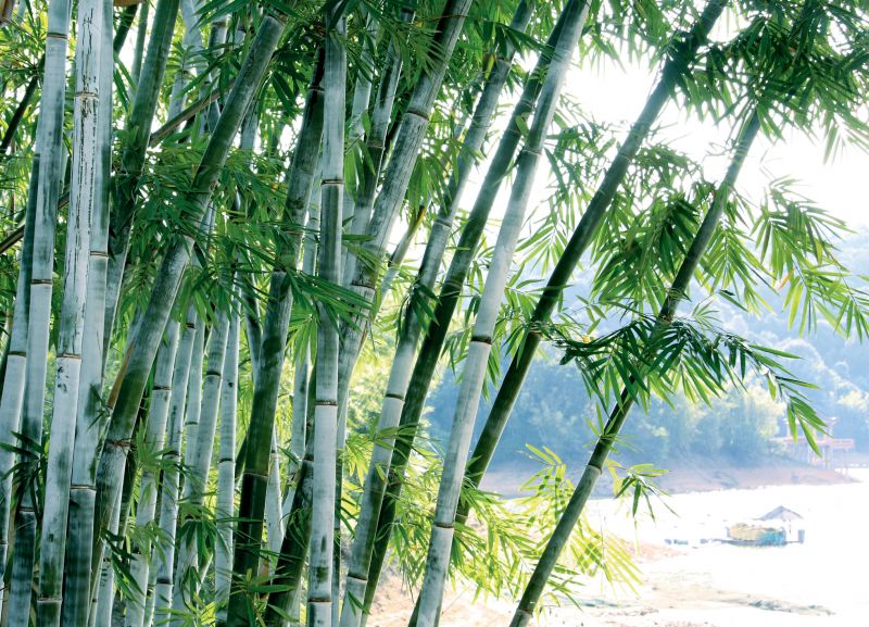 Safe Bamboo Eradication