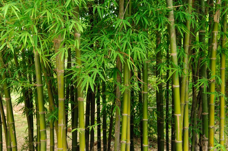 Efficient Bamboo Control